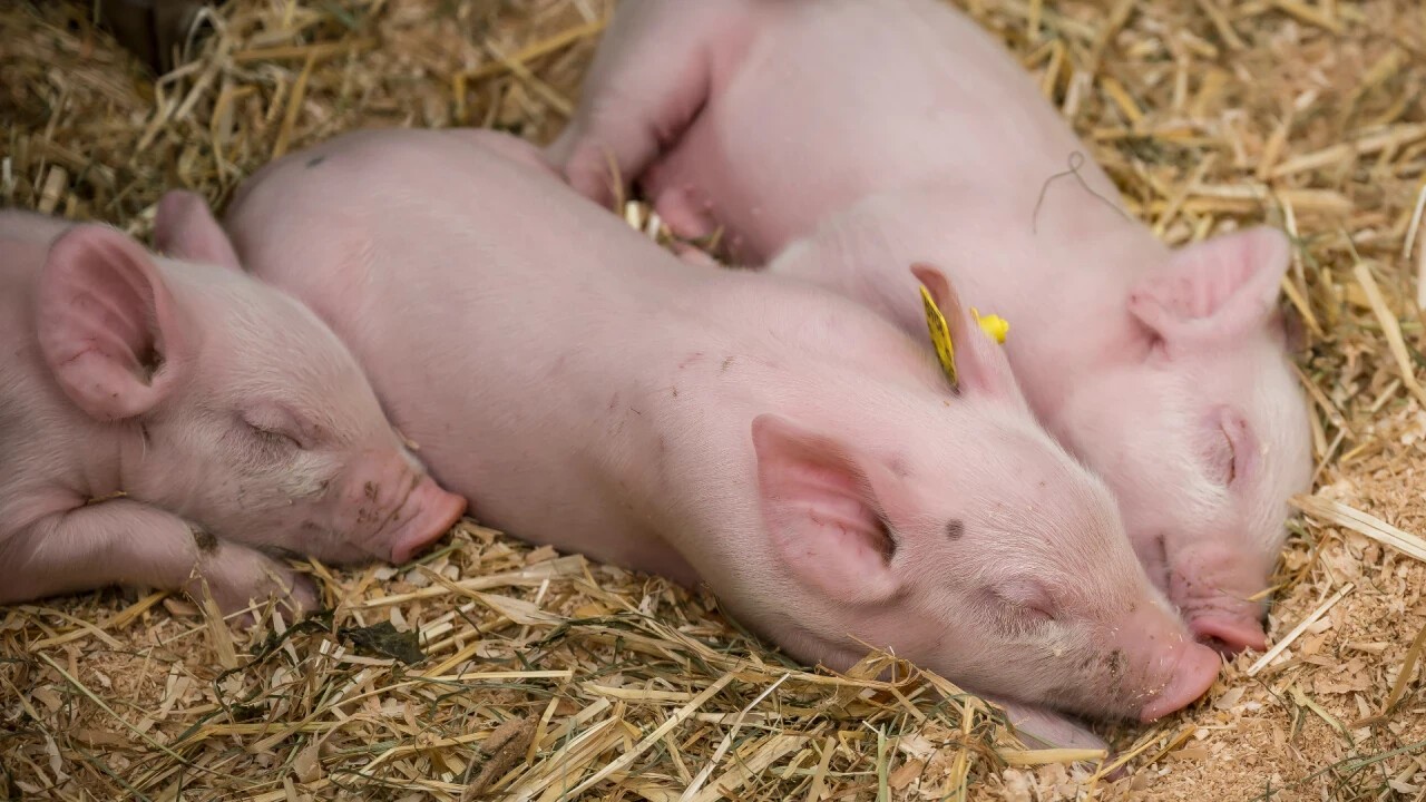 Im Bauernhof, im Streichelhof und in der Arena sind tierische Momente garantiert.
