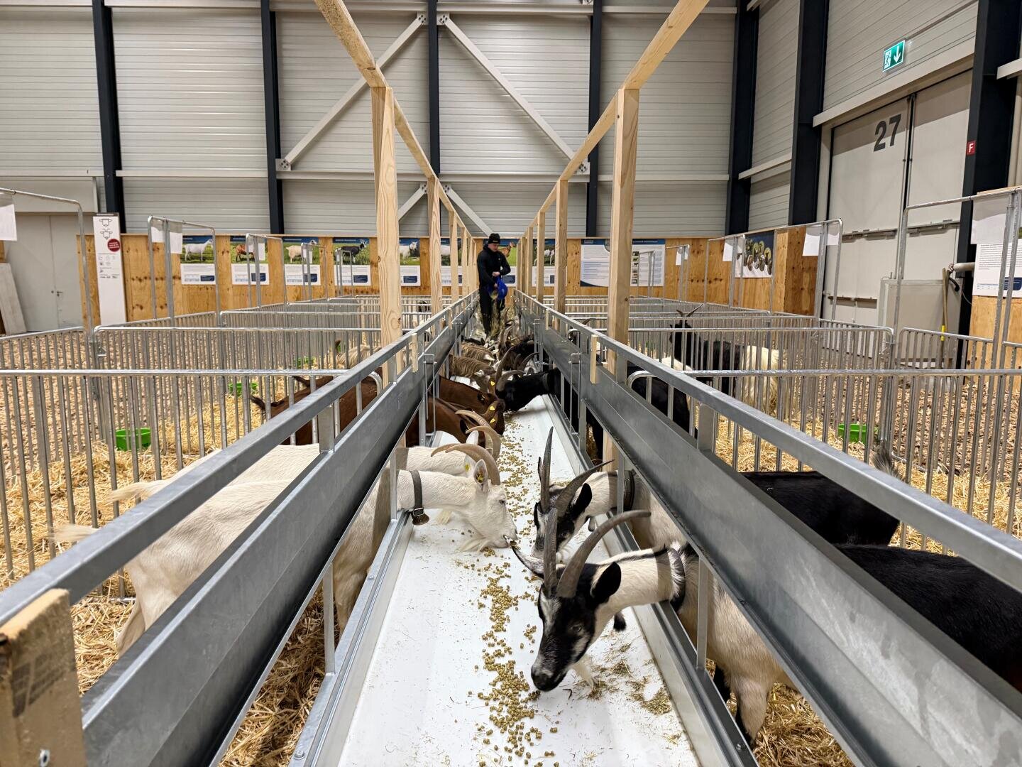 Mehrere Ziegen mit großen gebogenen Hörnern fressen aus Metalltrögen in eingezäunten Pferchen in einer geräumigen Scheune. Am Ende des Mittelgangs steht eine Person, und der Boden ist mit Stroh bedeckt.