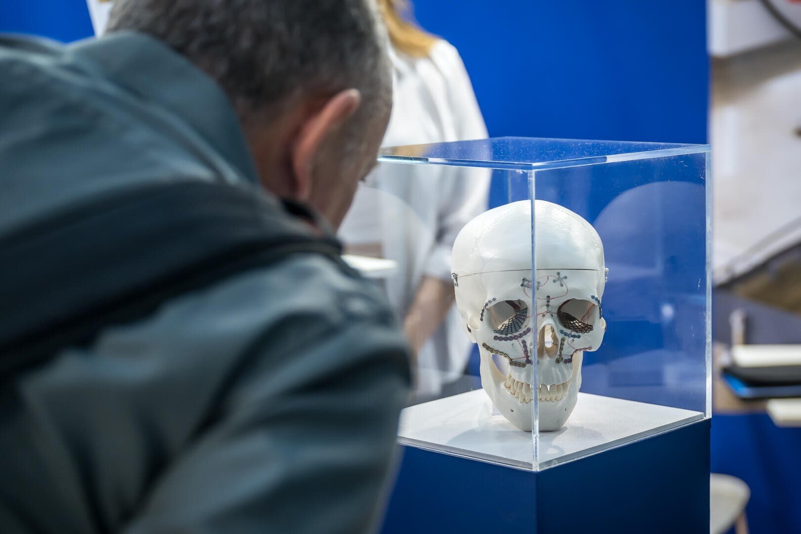 Eine Person betrachtet ein menschliches Schädelmodell, das in einer Glasvitrine vor einem blauen Hintergrund in einer scheinbar wissenschaftlichen oder medizinischen Ausstellung ausgestellt ist.